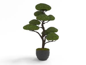 黑色陶瓷花盆里的迎客松盆景