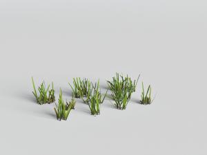 几处类似兰花的花草植物