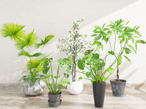 龟背竹、凤尾竹等绿色盆栽植物