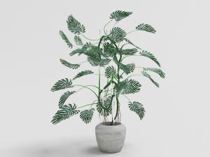 小叶龟背竹植物灰白色土陶花盆盆栽植物