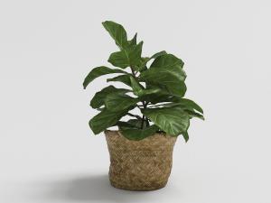 大叶绿色植物草编花盆盆栽