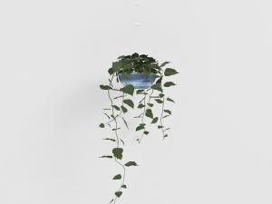 蓝色陶瓷花盆里的藤蔓植物