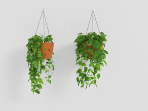 种在棕色塑料花盆里的绿萝藤蔓植物