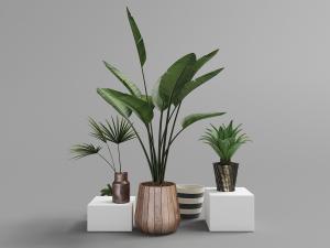 泛着金属光泽花盆里的盆栽植物