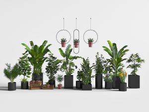 不同黑色花盆里的绿色植物盆栽