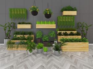 摆放在阳台露台上的盆栽植物