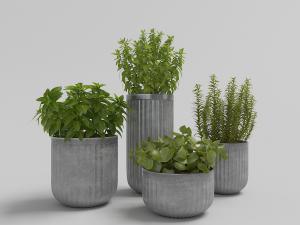 四盆种在水泥花盆里的盆栽植物