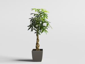 枝干拧曲的发财树盆栽植物