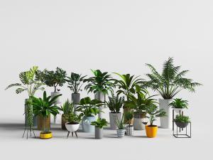 大小不同品种不一样的绿色盆栽