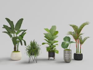 白色陶盆里的美人蕉、花架上的蕨类盆栽植物