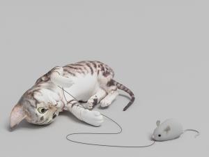 在玩玩具老鼠的花猫动物