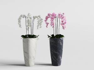 种植在大理石纹理花盆里的蝴蝶兰盆栽植物