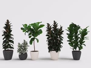 带有菱形花纹的黑白陶瓷花盆植物盆栽