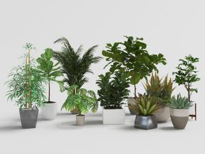 凤尾竹、龟背竹等绿色植物陶瓷盆栽