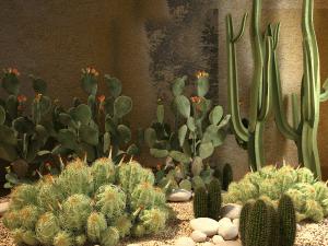 多种仙人掌类植物