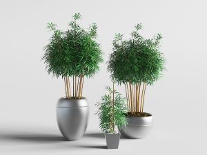 蛋形银色花盆里的竹子植物盆栽