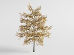 长满黄色树叶的景观乔木