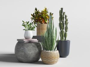 鼓形水泥石凳、虎皮兰绿色盆栽植物