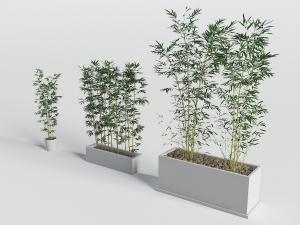 白色圆形长方形花盆里的竹子植物盆栽