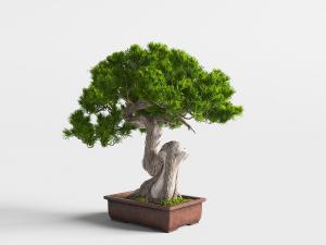 中式红色陶土花盆松树盆景盆栽