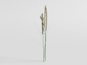 透明玻璃花瓶里的芦苇花瓶花卉