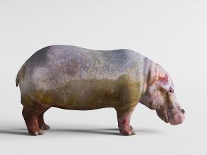 低头思索的犀牛动物