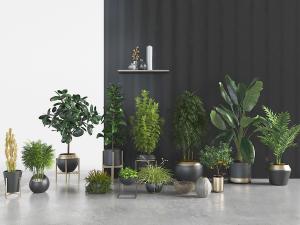 放在花架上的绿色植物盆景盆栽