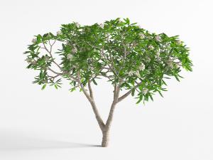 开满白色花朵的景观乔木、花树