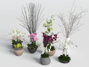 蝴蝶兰、干枝花瓶花卉和盆景盆栽