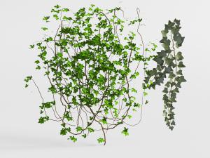 弯曲缠绕的藤蔓植物