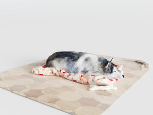 趴在垫子上黑白相间皮毛的狗