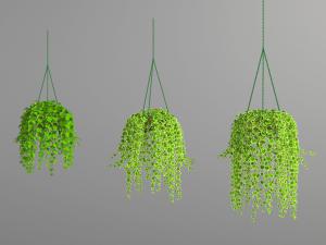 悬挂的绿色植物盆栽