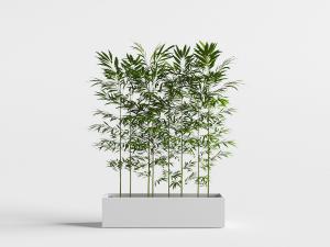 长方形花池中的竹子