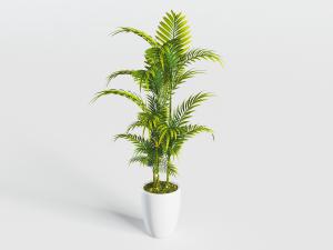 白色陶瓷凤尾竹盆栽植物