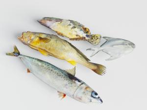 几条带有花斑的鱼