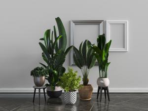 现代花盆盆栽大叶观赏植物