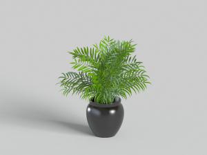 黑色陶瓷花盆里的盆栽植物