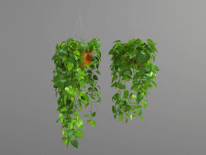 种在红色塑料花盆里的绿萝藤蔓植物