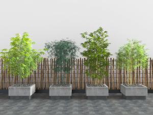 种在水泥花池里的竹子