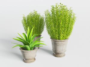 欧式土陶花盆盆栽植物