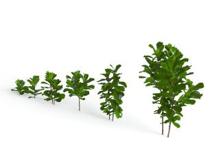 长在地面上的花草植物