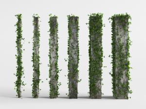 缠绕在水泥柱上的绿色藤蔓植物