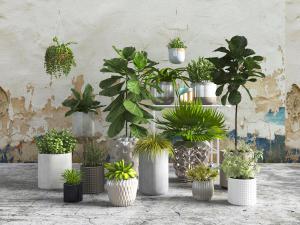 陶瓷花盆室内大叶观赏盆栽植物