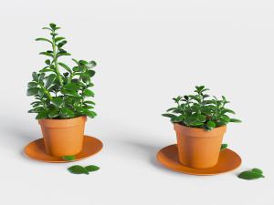 红色土陶花盆玻璃翠盆栽植物