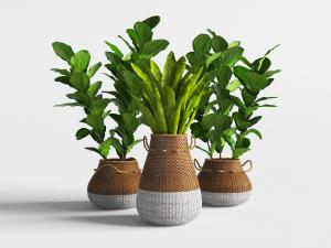 东南亚藤编花盆盆栽植物