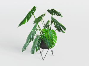 放在花架上的盆栽龟背竹植物