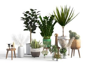 现代大型花盆盆栽植物