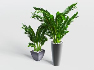 黑色陶瓷花盆里的金钱树盆栽植物