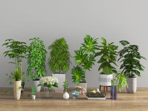 现代花盆盆栽植物