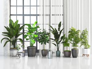 现代土陶花盆盆栽植物